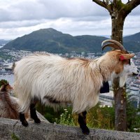 Хранители :: Nina Streapan