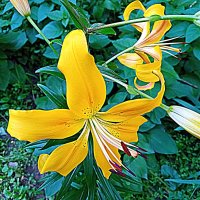 Цветы. :: Владимир Драгунский