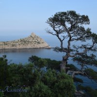 Природа Крыма :: Amazing Cosmea