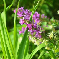 Береговые травы :: Татьяна Лютаева