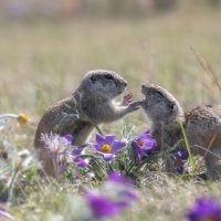 Зубки чистил? :: Марина Фомина. Зубки чистил? :: Марина Фомина.