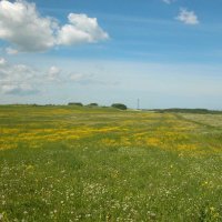 Краски лета. :: Наталья Лунева Краски лета. :: Наталья Лунева