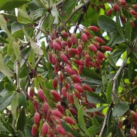 Барбарис :: Freddy 97