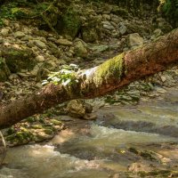 Пешая прогулка вдоль ручья Руфабго :: Игорь Сикорский Пешая прогулка вдоль ручья Руфабго :: Игорь Сикорский