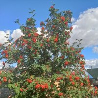 Рябина :: Виктор 