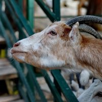 " Сафари парк " г.Геленджик... :: Николай Саржанов