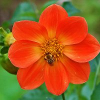 *** :: Светлана *** :: Светлана