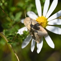 Совка на ромашке :: Ольга 