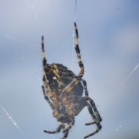 Паучок :: Михаил Соколов