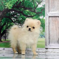 Померанский шпиц :: Светлана Ищенко Померанский шпиц :: Светлана Ищенко