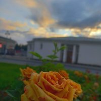 Роза :: Сапсан 