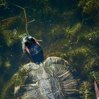 черепашка :: Александр Леонов