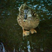 Утя :: Александр Леонов