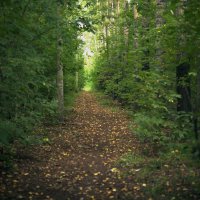 Загадочная грунтовая тропа в парке :: Ильич -