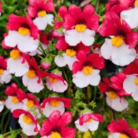 Цветы уходящего лета :: Галина Бобкина Цветы уходящего лета :: Галина Бобкина