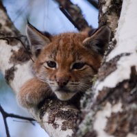 Молодой наблюдатель :: Сергей Стреляный Молодой наблюдатель :: Сергей Стреляный