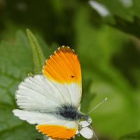 Зорька обыкновенная :: Константин Штарк