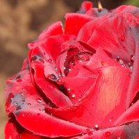 Роза :: Валерий Елистратов