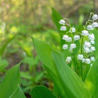 Ландыши :: Валерий Елистратов