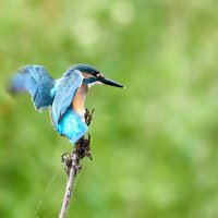 Как прилетели сразу сели :: Игорь Шабалин