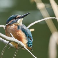 Зимородок :: Игорь Шабалин