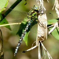 про стрекоз 1 :: Александр Прокудин