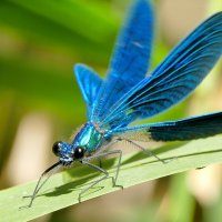 про стрекоз 4 :: Александр Прокудин про стрекоз 4 :: Александр Прокудин