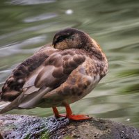 Утиная медитация :: Магомед . Утиная медитация :: Магомед .