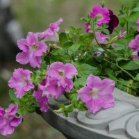 *** :: Виктор Иванович Чернюк