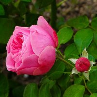 Городские цветы :: Милешкин Владимир Алексеевич 