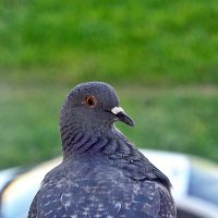 Сосед :: Валерий Иванович