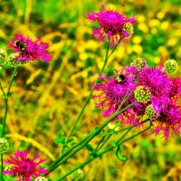 Из серии "Цветы и шмели"! :: Владимир 