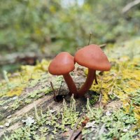 Лаковица (Laccaria) :: Денис Бочкарёв