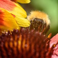 Мохнатый шмель... :: Михаил Соколов