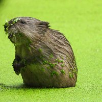 Ондатрёнок :: Лина 