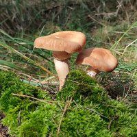 Опята :: Валентина Богатко Опята :: Валентина Богатко