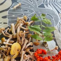 Лесные подарки щедрого августа :: Татьяна Лютаева Лесные подарки щедрого августа :: Татьяна Лютаева