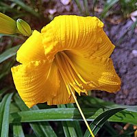 Цветы. :: Владимир Драгунский Цветы. :: Владимир Драгунский