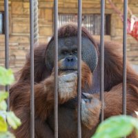 ДЖОРДЖИ :: Сергей Янович Микк