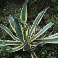 Агава :: Рита Симонова