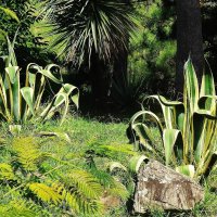 Агава :: Рита Симонова