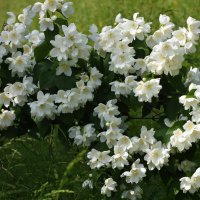 Лето в Ботаническом... Июнь. :: Наташа *****