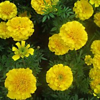 Солнышки :: Елена Семигина