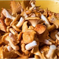 Лисички. :: Валерия Комова Лисички. :: Валерия Комова