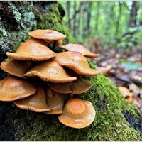 Летние опята. :: Валерия Комова