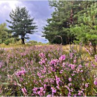 Лес конца августа. :: Валерия Комова