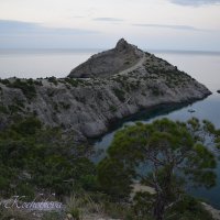 Природа Крыма :: Amazing Cosmea
