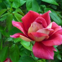 Роза :: Наталья 