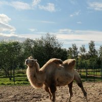 Фотосессия у верблюда :: Любимова Ольга 