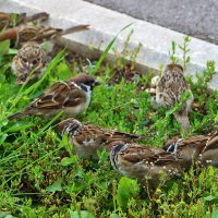 Воробьиная сходка :: Светлана 